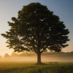 Crown-Lifting-Surrey-West-Sussex-Tree-Surgeon