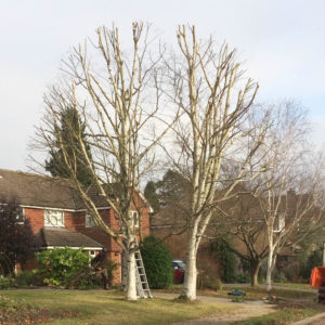 Crown-Reduction-Surrey-West-Sussex-Tree-Surgeon