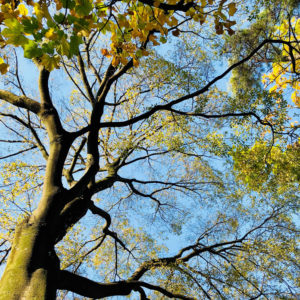 Crown-Thinning-Surrey-West-Sussex-Tree-Surgeon