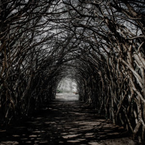 Hedge-Maintenance-Surrey-West-Sussex-Tree-Surgeon-