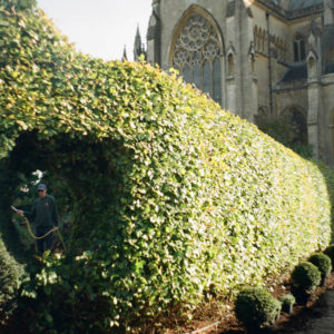 Hedge-Maintenance-Surrey-West-Sussex-Tree-Surgeon