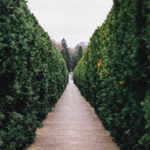 Hedge-Trimming-Surrey-West-Sussex-Tree-Surgeon