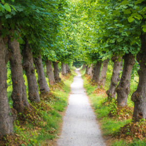 Pollarding-Surrey-West-Sussex-Tree-Surgeon