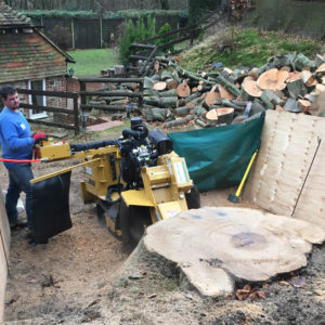Stump-Removal-Grinding-Surrey-West-Sussex-Tree-Surgeon