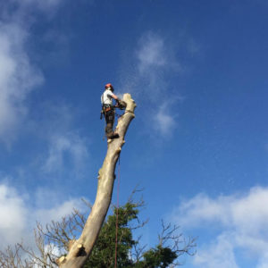 Tree-Dismantling-Surrey-West-Sussex-Tree-Surgeon