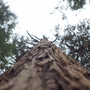 Tree-Felling-Surrey-West-Sussex-Tree-Surgeon-