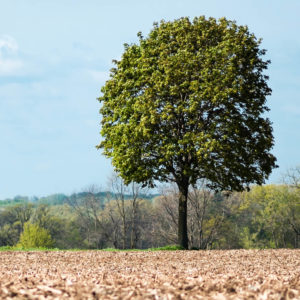 Tree-Planting-Surrey-West-Sussex-Tree-Surgeon
