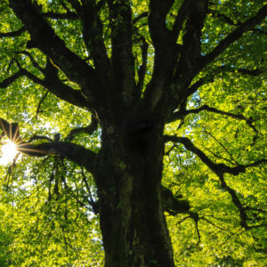 Tree-Preservation-Order-Surrey-West-Sussex-Tree-Surgeon