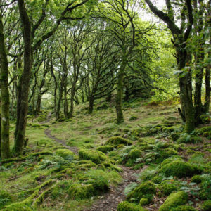 Woodland-Management-Surrey-West-Sussex-Tree-Surgeon